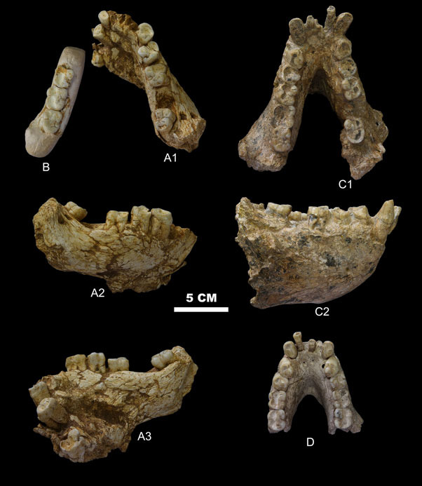 Figure-1-Mandibular-remains-of-Gigantopithecus-blacki-from-Yanliang-Cave-in-comparison.jpg